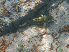 Entomacrodus stellifer