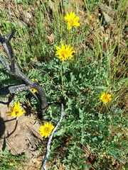 Balsamorhiza macrolepis