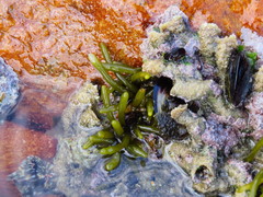 Brassicophycus sisymbrioides