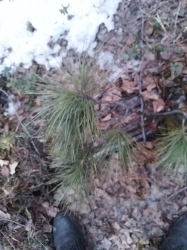 Siberian pine
