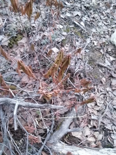 marsh Labrador tea