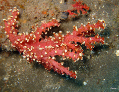 Chironephthya