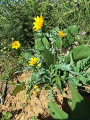 Balsamorhiza macrolepis