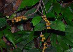 Ficus grossularioides