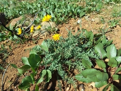 Balsamorhiza macrolepis