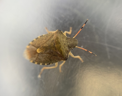 Peribalus strictus vernalis