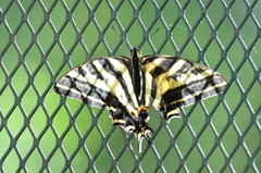 Papilio pilumnus