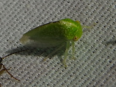 Smiliini
