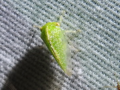 Smiliini