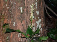 Dracaena umbratica