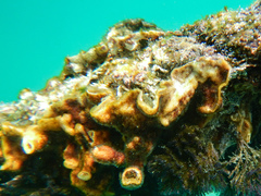 Schizoporella errata