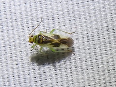 Orthotylus