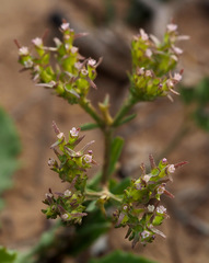 Valerianella oxyrrhyncha