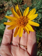 Balsamorhiza macrolepis