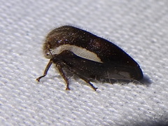 Ophiderma flavicephala