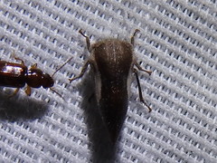 Ophiderma flavicephala