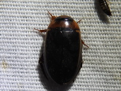Hydaticus bimarginatus