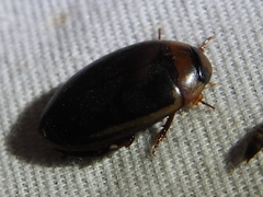 Hydaticus bimarginatus