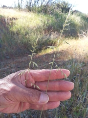 Festuca microstachys