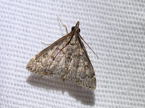 Steniodes declivalis