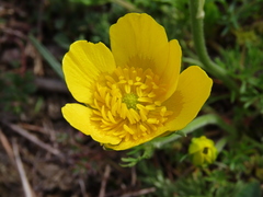 Ranunculus millefoliatus