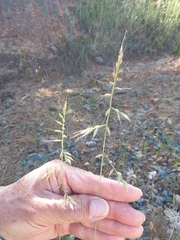 Festuca microstachys