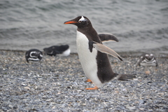Gentoo Penguin photo 4