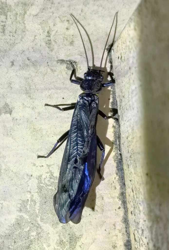 Hemacroneuria violacea