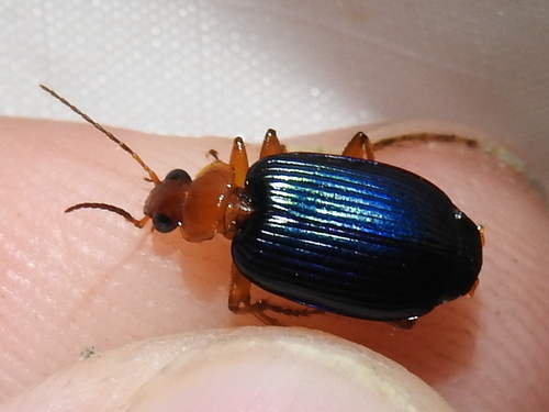 Large Foliage Ground Beetle photo 2