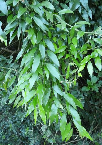 Capparis fascicularis (Capparis fascicularis)