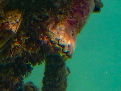 Saccostrea cuccullata