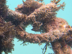 Stephanolepis cirrhifer