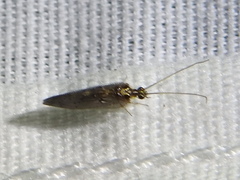 Sympherobius occidentalis