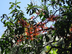 Psittacanthus ramiflorus