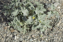 Cucumis prophetarum