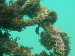 Stephanolepis cirrhifer