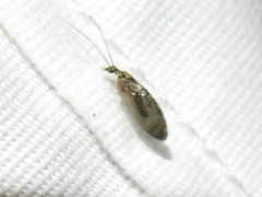 Sympherobius occidentalis