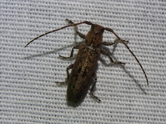 Ataxia crypta