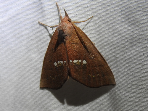 Large Necklace Moth photo 5