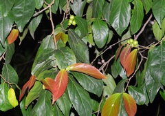 Flacourtia inermis