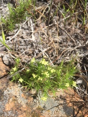 Galium andrewsii
