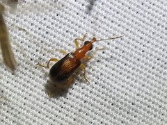 Eugnamptus cinctus