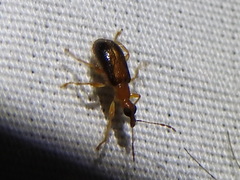 Eugnamptus cinctus
