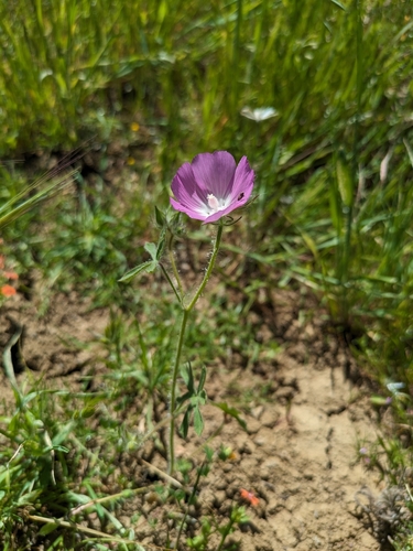 Image of Sidalcea keckii by no rights reserved