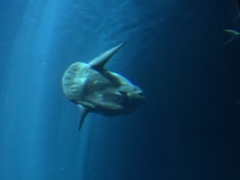 Mola mola