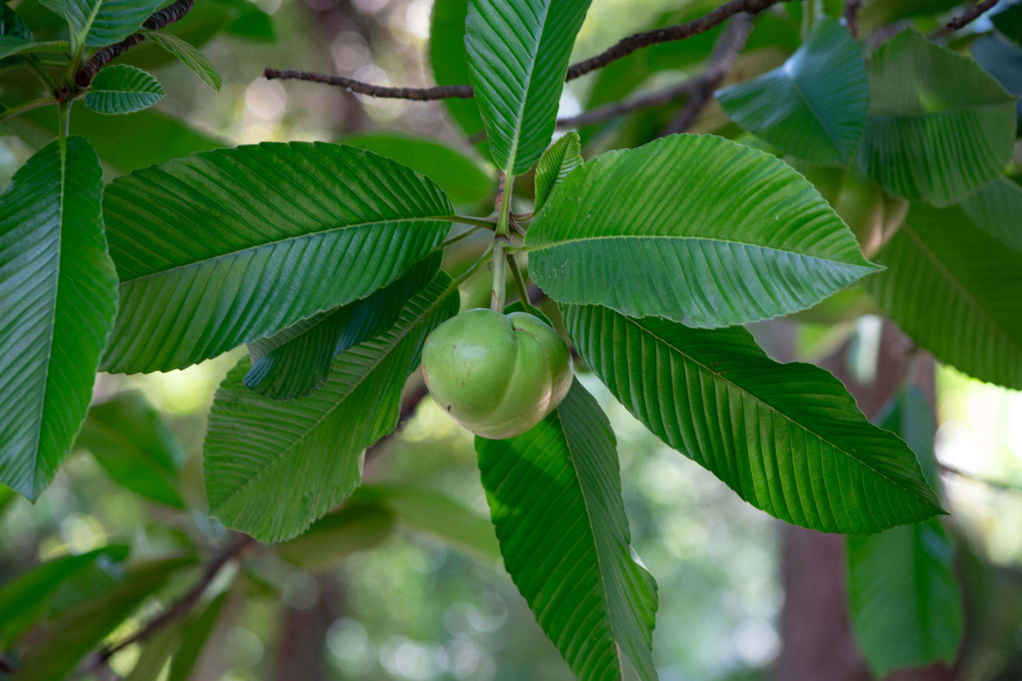 Dillenia indica