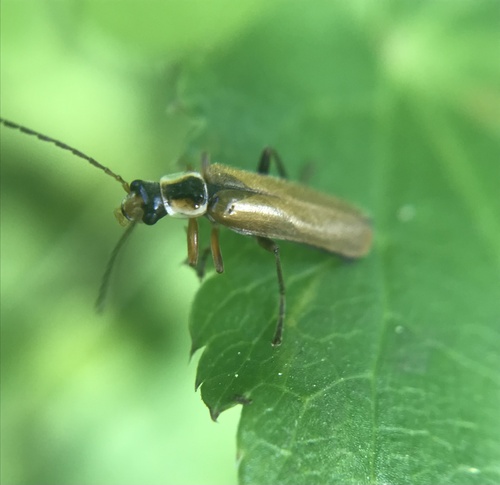 Cantharis decipiens