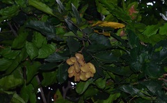Cynometra malaccensis