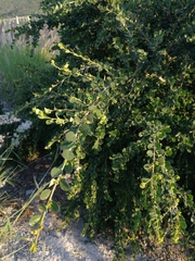 Flueggea verrucosa