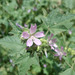 Lavatera - Photo (c) Claire Forrest, some rights reserved (CC BY-NC)
